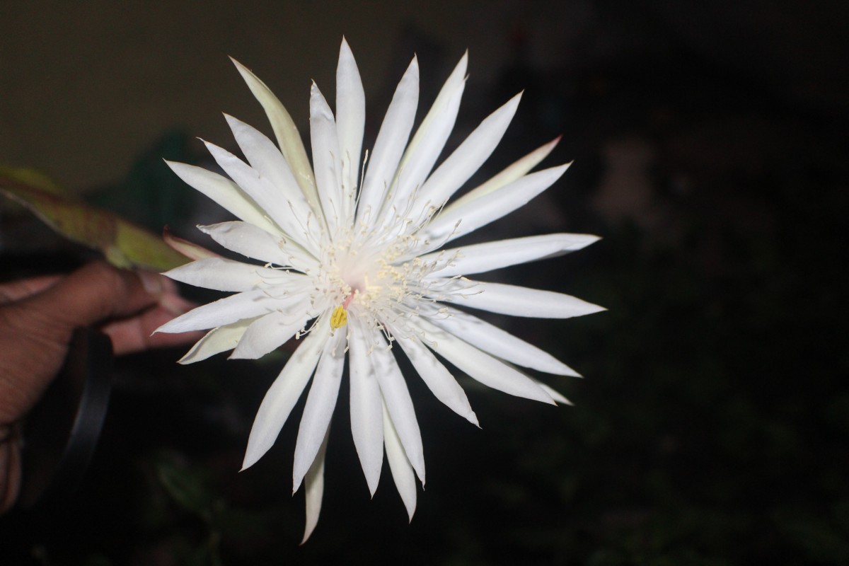 Epiphyllum hookeri Haw.